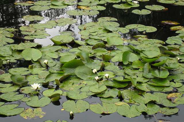 FH_VP_0596(Nymphaea alba).jpg